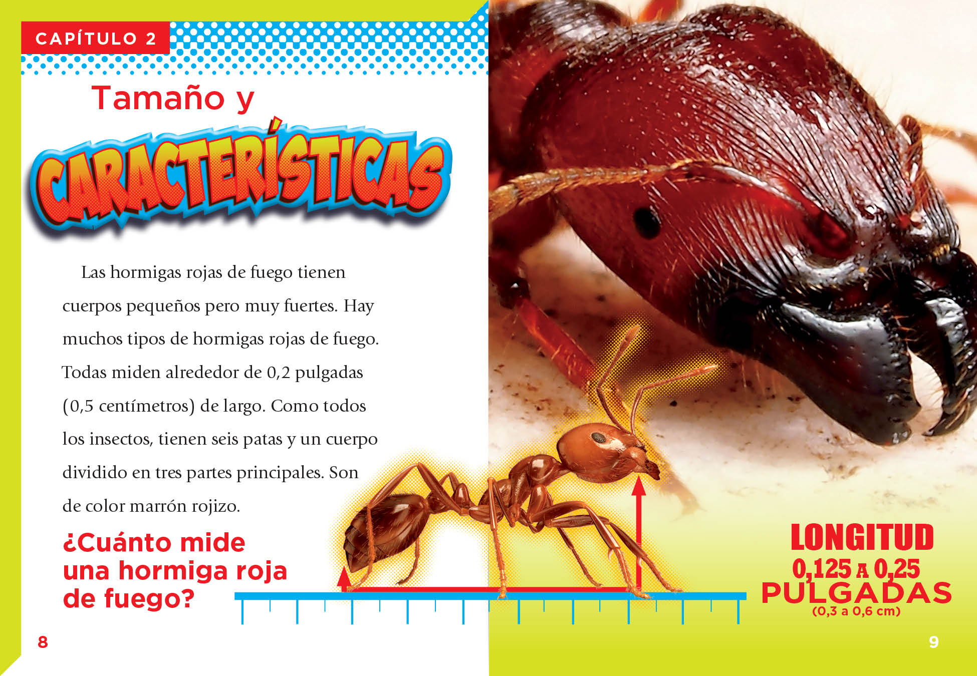 Red Fire Ant Killer - Effective Pest Control for Home & Garden | Safe Indoor & Outdoor Use