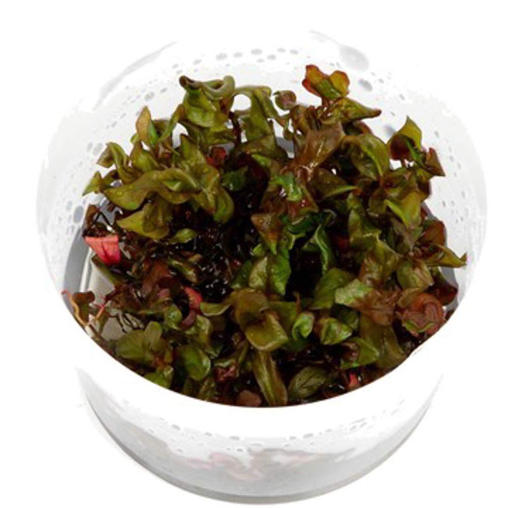 TCulture Rotala Macrandra Live Aquarium Plant (TC Cup) - Perfect for Freshwater Fish Tanks, Aquascaping & Planted Aquariums