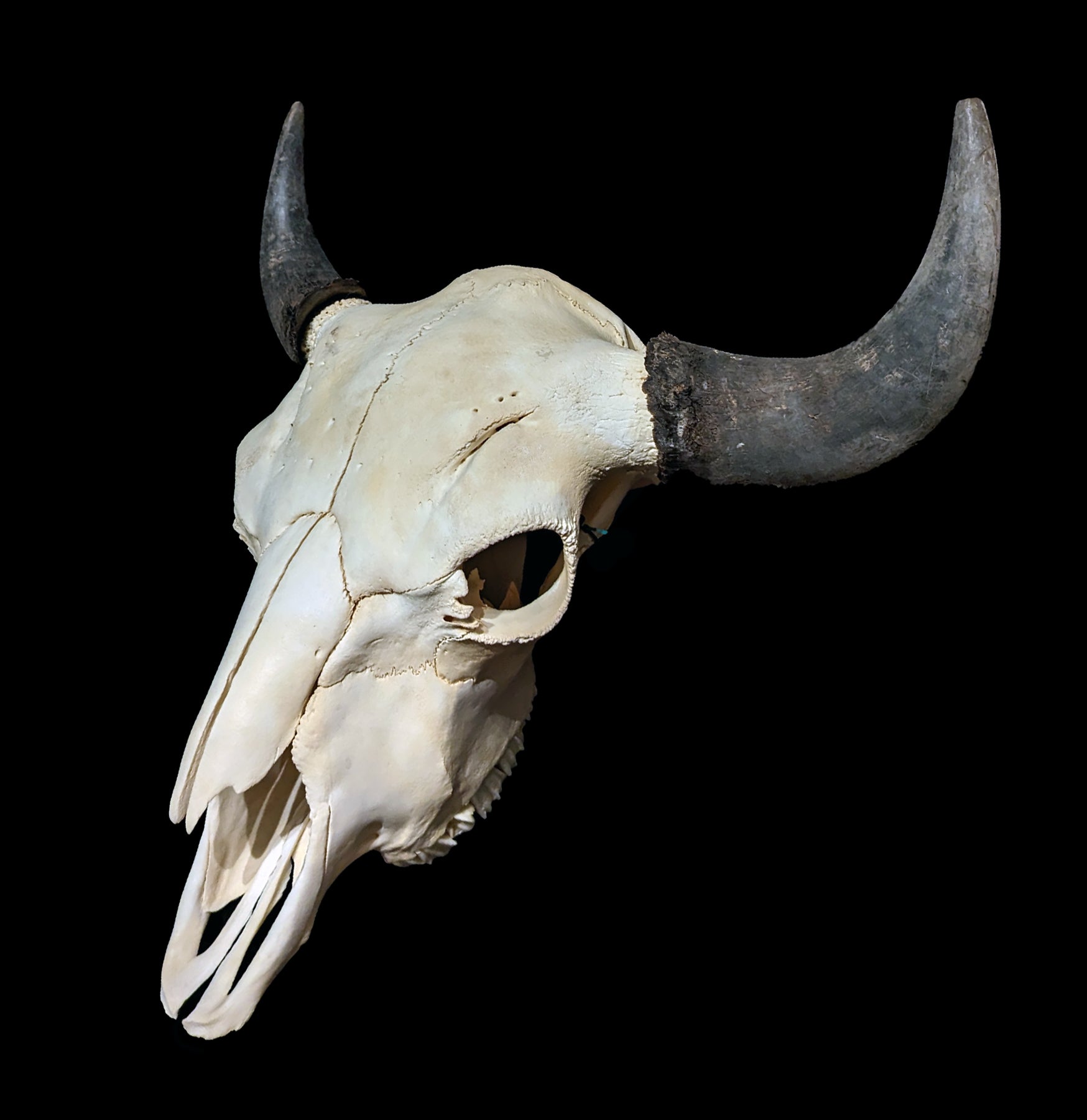 Authentic Bison Skull - Natural Decor for Western & Rustic Home, Cabin, or Hunting Lodge | Perfect for Wall Mount, Taxidermy, and Wild West Themed Interiors