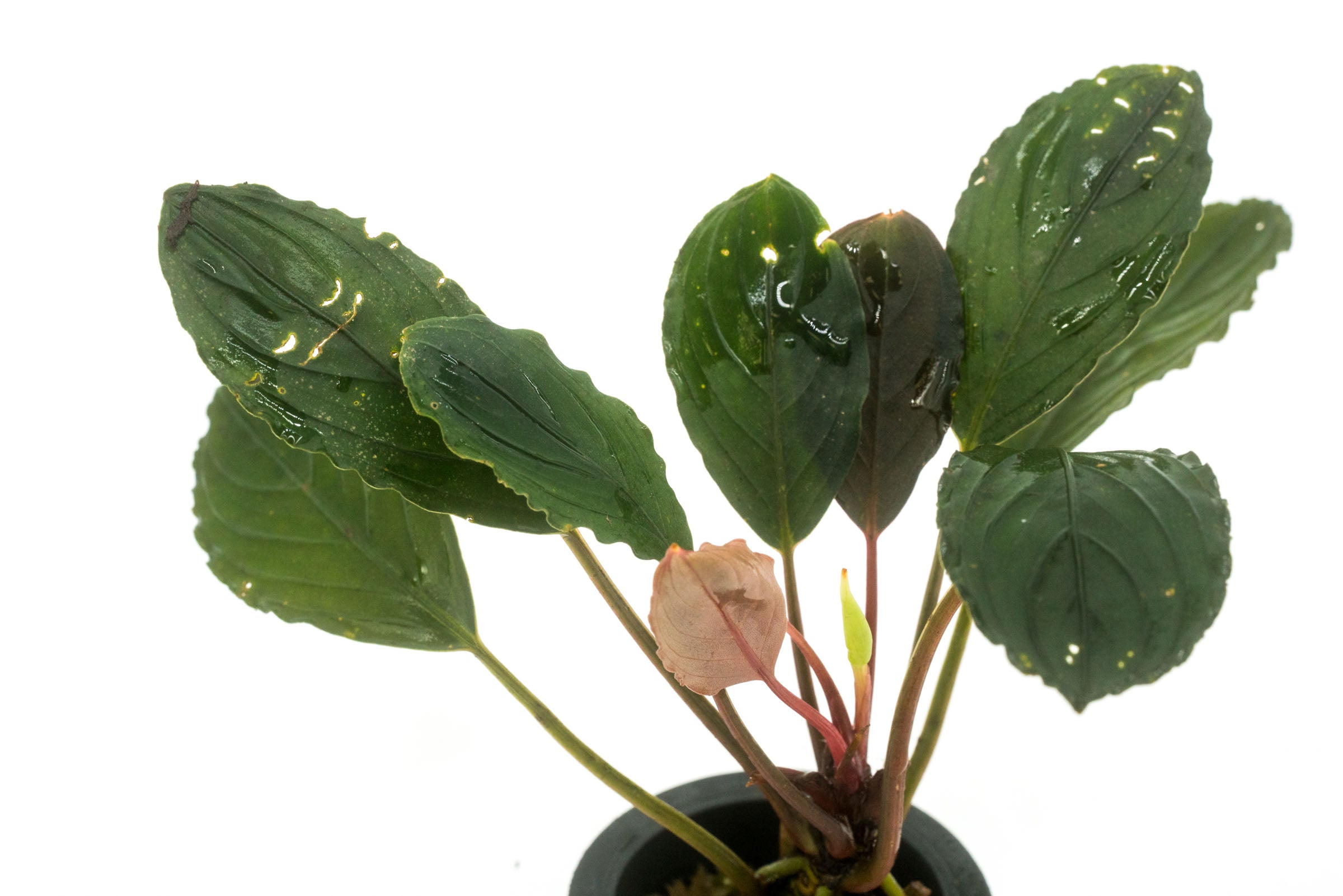 Bucephalandra Skeleton King Aquatic Plant - Rare Live Aquarium Plant for Fish Tank Decoration | Perfect for Aquascaping, Nano Tanks & Shrimp Habitats