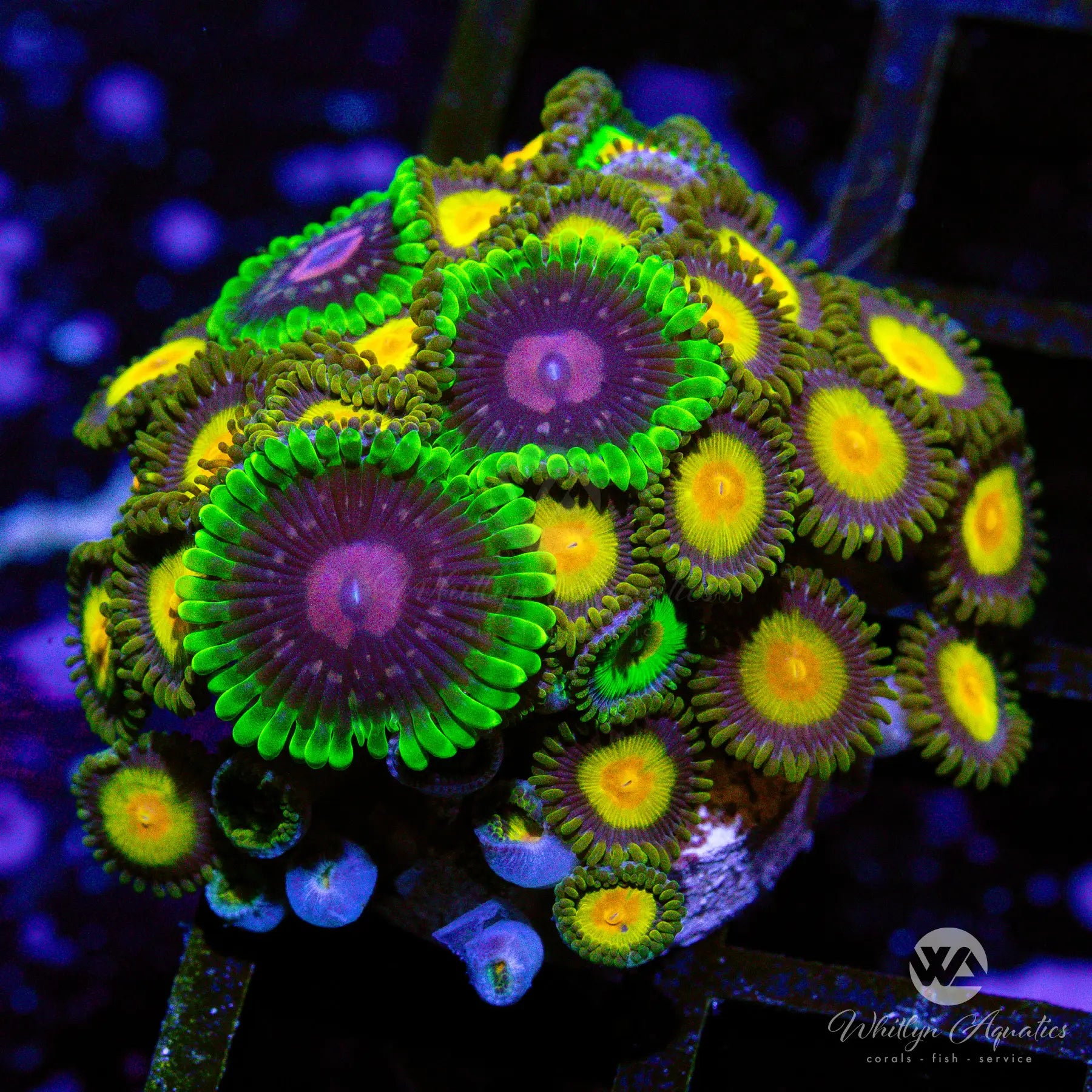 B26 Scarlet Fever & Midas Zoa Coral Combo - WYSIWYG Live Coral for Saltwater Aquariums | Perfect for Reef Tanks & Coral Propagation