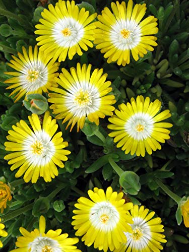 Delosperma Ice Plant - Jewel of Desert Peridot (3-Pot Set) - Drought-Tolerant Ground Cover for Rock Gardens & Xeriscaping