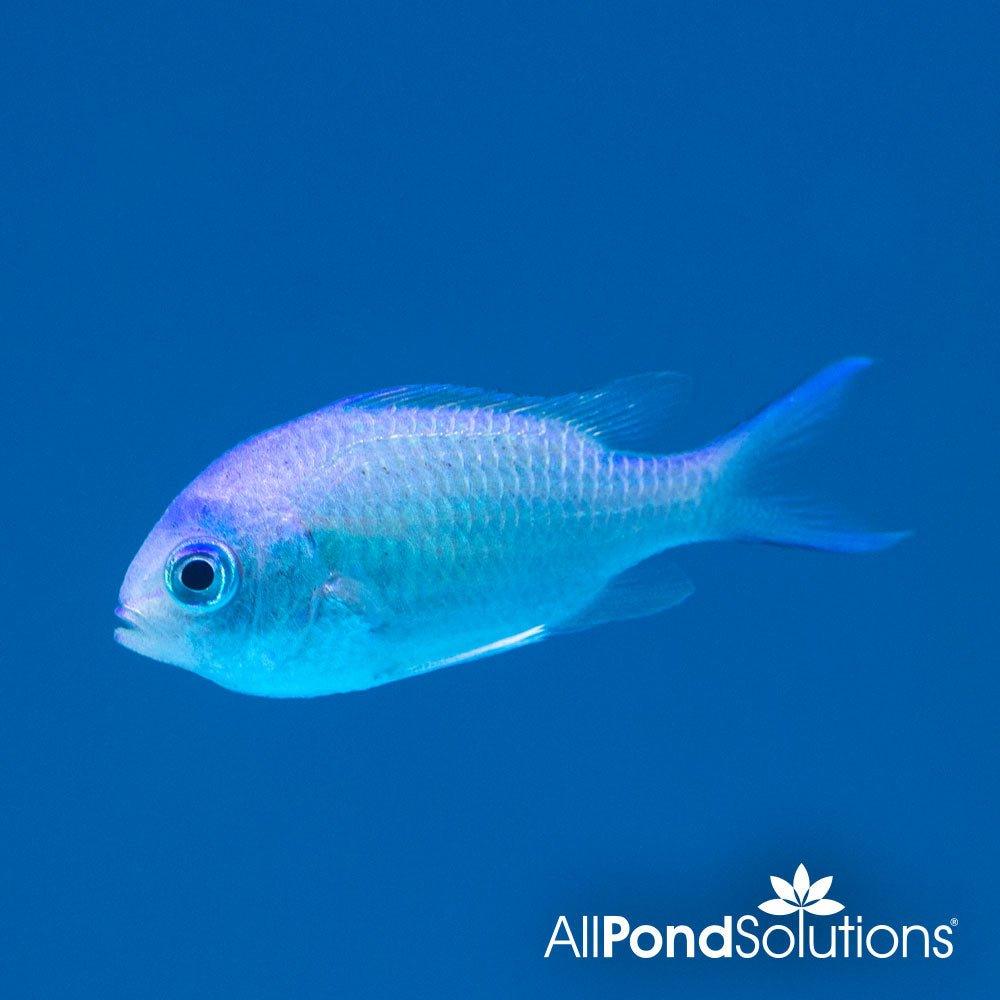 Green Chromis (Chromis viridis) - Saltwater Aquarium Fish for Reef Tanks | Perfect for Marine Ecosystems & Coral Compatibility