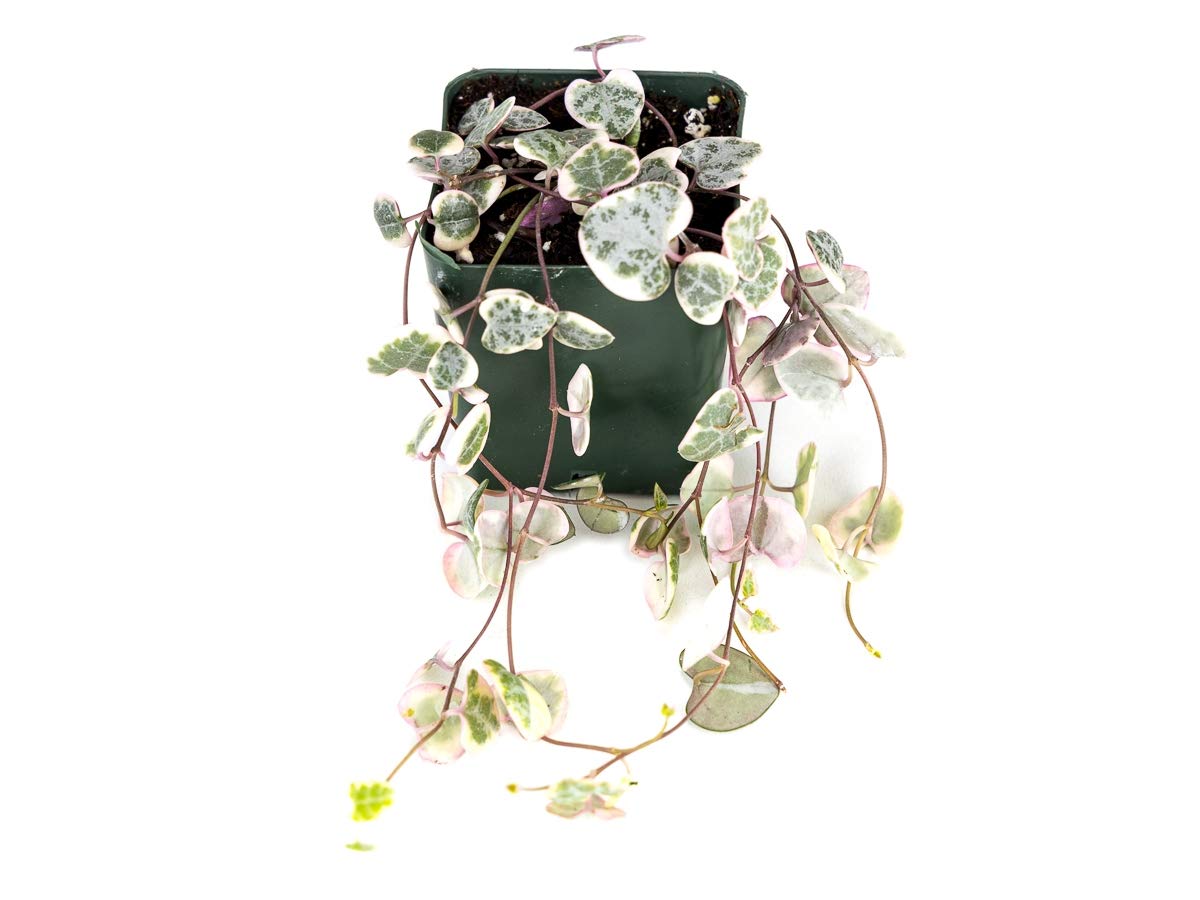 Variegated String of Hearts Plant - Ceropegia Woodii Variegata - Rare Succulent for Hanging Baskets & Home Decor | Perfect for Indoor Gardens, Office Spaces & Gift Giving
