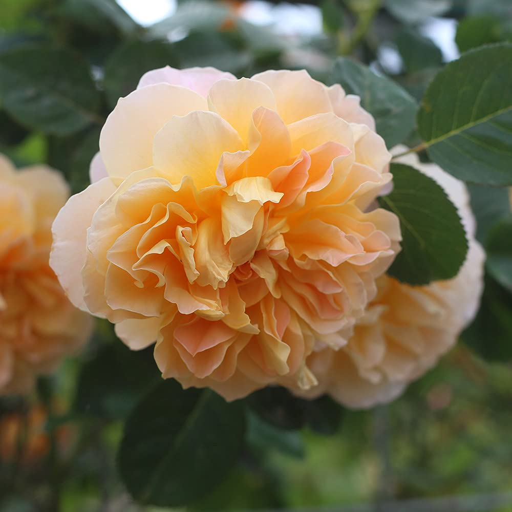 Heirloom Roses - The Impressionist™ Multi Rose Bush | Climbing Roses Live Plant for Outdoor Gardens, Landscaping & Patio Decor