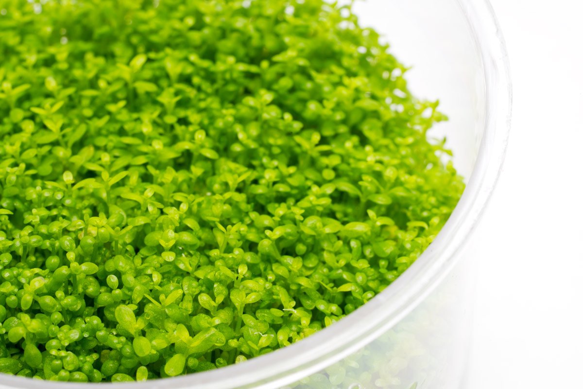 Premium Hemianthus Callitrichoides 'Cuba' Dwarf Baby Tears Live Aquarium Plant - Perfect for Nano Tanks, Aquascaping & Freshwater Aquariums
