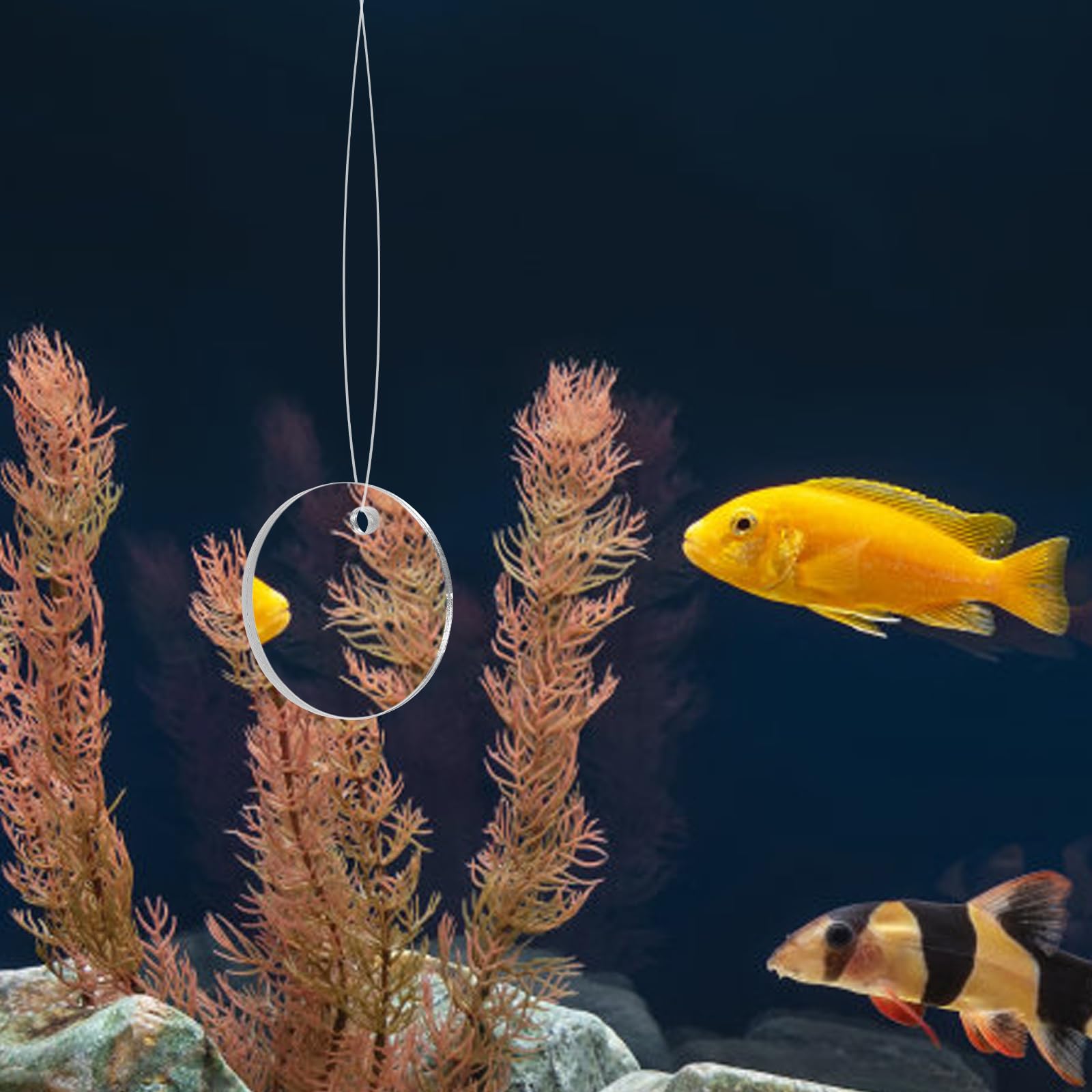 POPETPOP Betta Exercise Mirror - Double Sided Circle Fish Tank Accessory with Floating Ball for Aquarium Fish (5CM) - Stimulate Betta Fish Activity & Reduce Stress