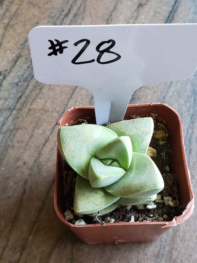 Crassula Succulent Plant - Chalky Gray/White - Perfect for Home Decor, Office Desk & Indoor Gardens