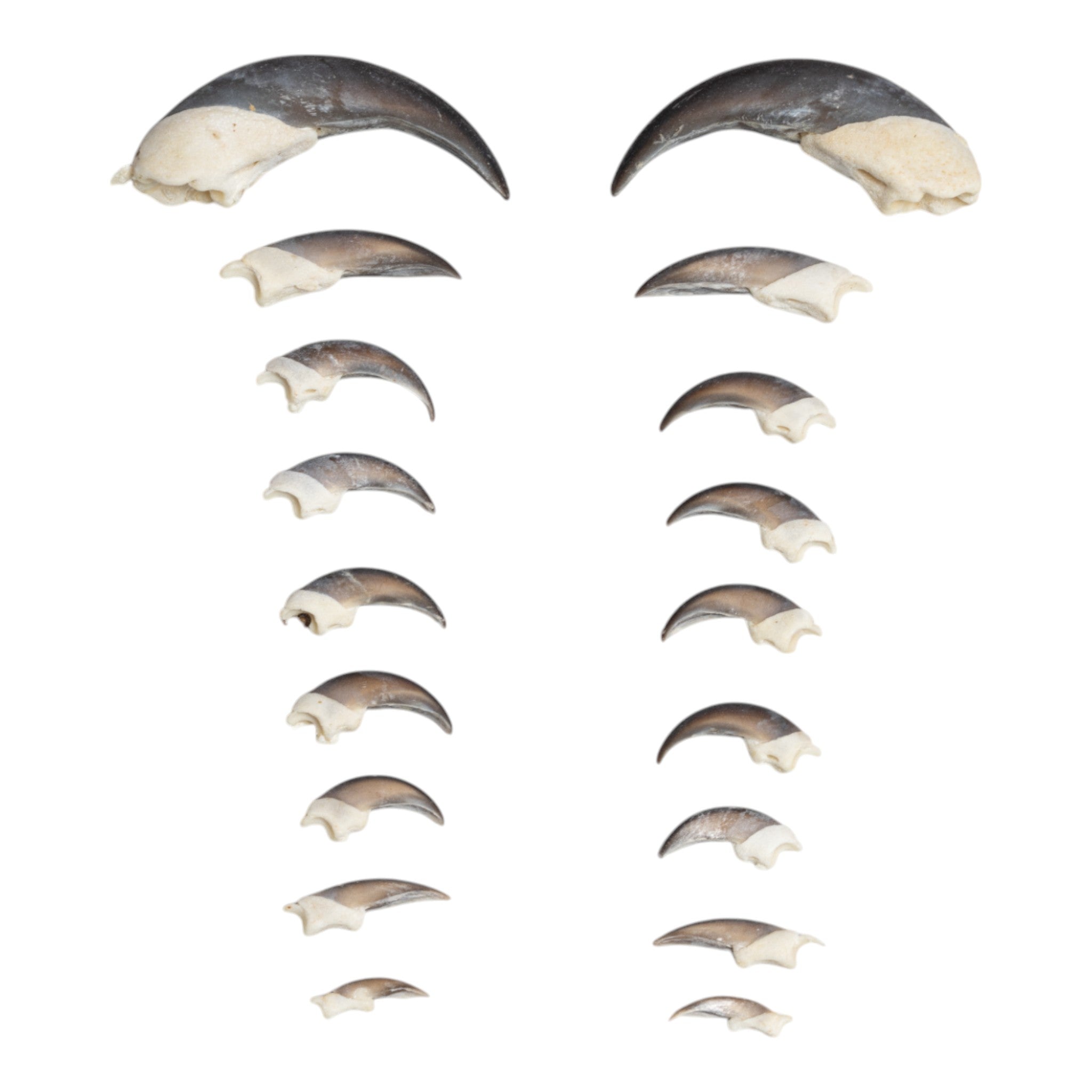 Authentic Tamandua Skull and Claws Set - Rare Collectible Specimen for Taxidermy, Science Education & Gothic Decor