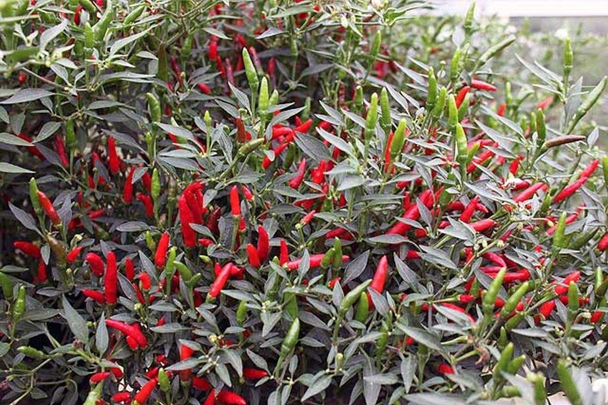 Organic Rooster Spur Hot Pepper Seeds - 100 Count for Home Garden, Containers & Patio Planting | Spicy Heirloom Variety for Cooking, Salsas & Hot Sauces | Fast-Growing & High-Yield Chili Plant Seeds