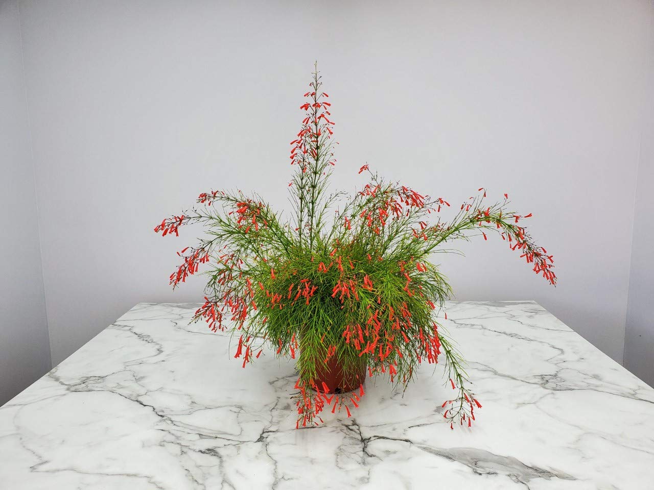 Red Firecracker Bush Live Plant - 24