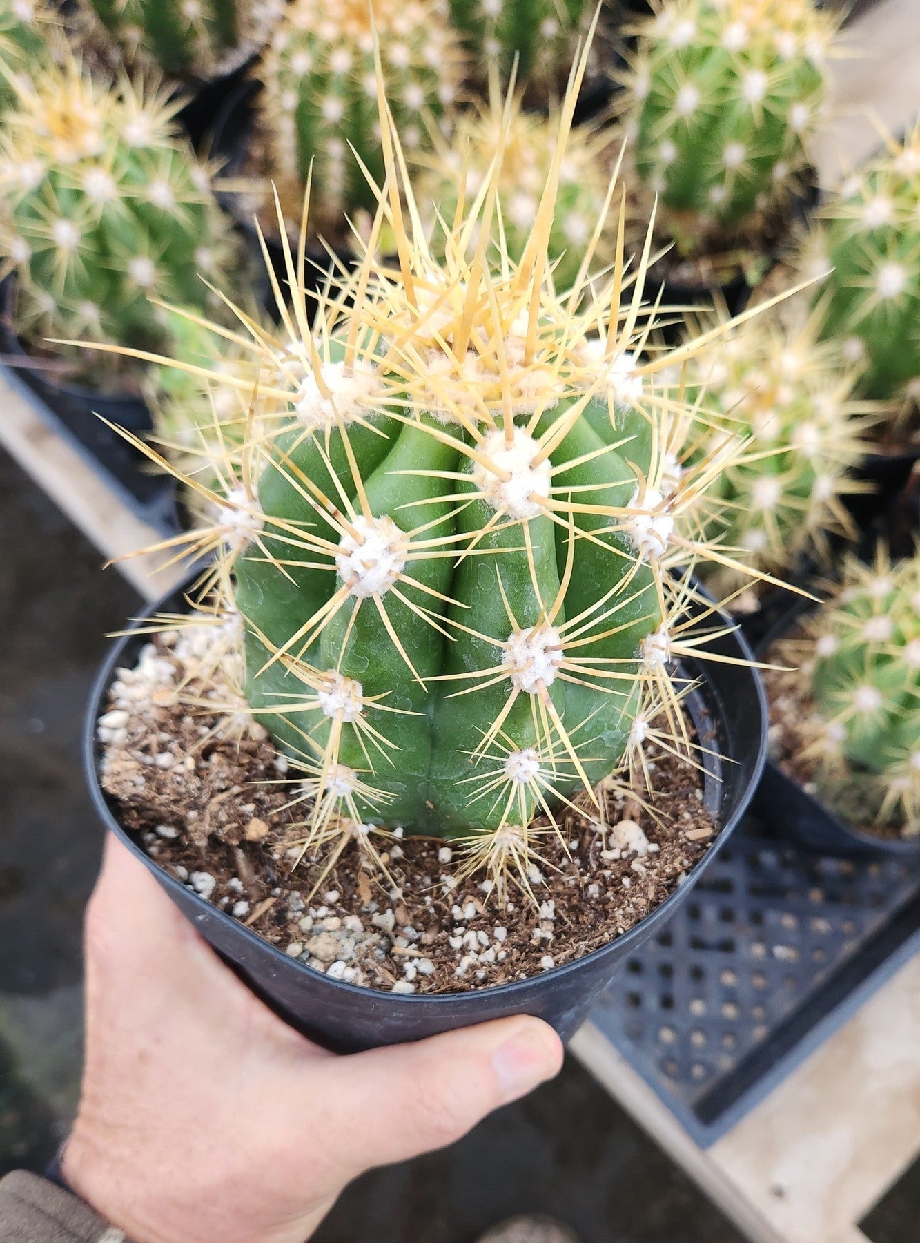 EC215 Trichocereus Candicans Ornamental Cactus - Rare Live Succulent Plant for Home Decor, Office Desk & Garden Landscaping