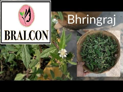 BRALCON Organic Bhringraj Powder 100g | 100% Pure Natural Eclipta Prostrata Powder for Hair Growth & Skin Care | Ayurvedic Hair Treatment | Promotes Healthy Scalp & Stronger Hair | Perfect for DIY Hair Masks & Natural Beauty Routines