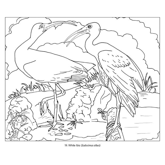 John James Audubon Birds Coloring Book for Adults - Beautiful Bird Illustrations & Relaxing Nature Scenes | Perfect for Stress Relief, Art Therapy & Bird Lovers
