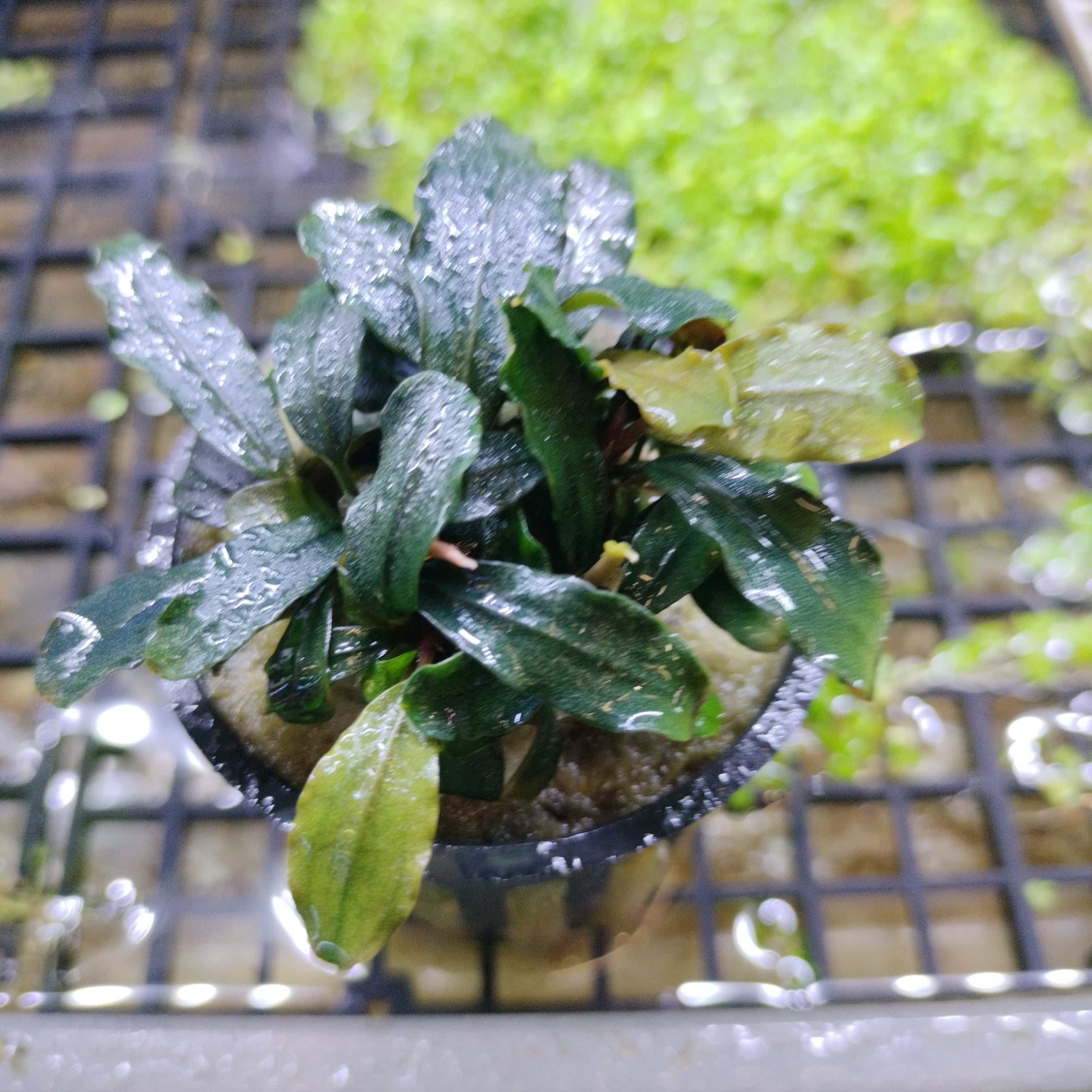 TCulture Bucephalandra Brownie Blue Aquatic Plant (Pot) - Perfect for Aquascaping, Fish Tanks & Freshwater Aquariums