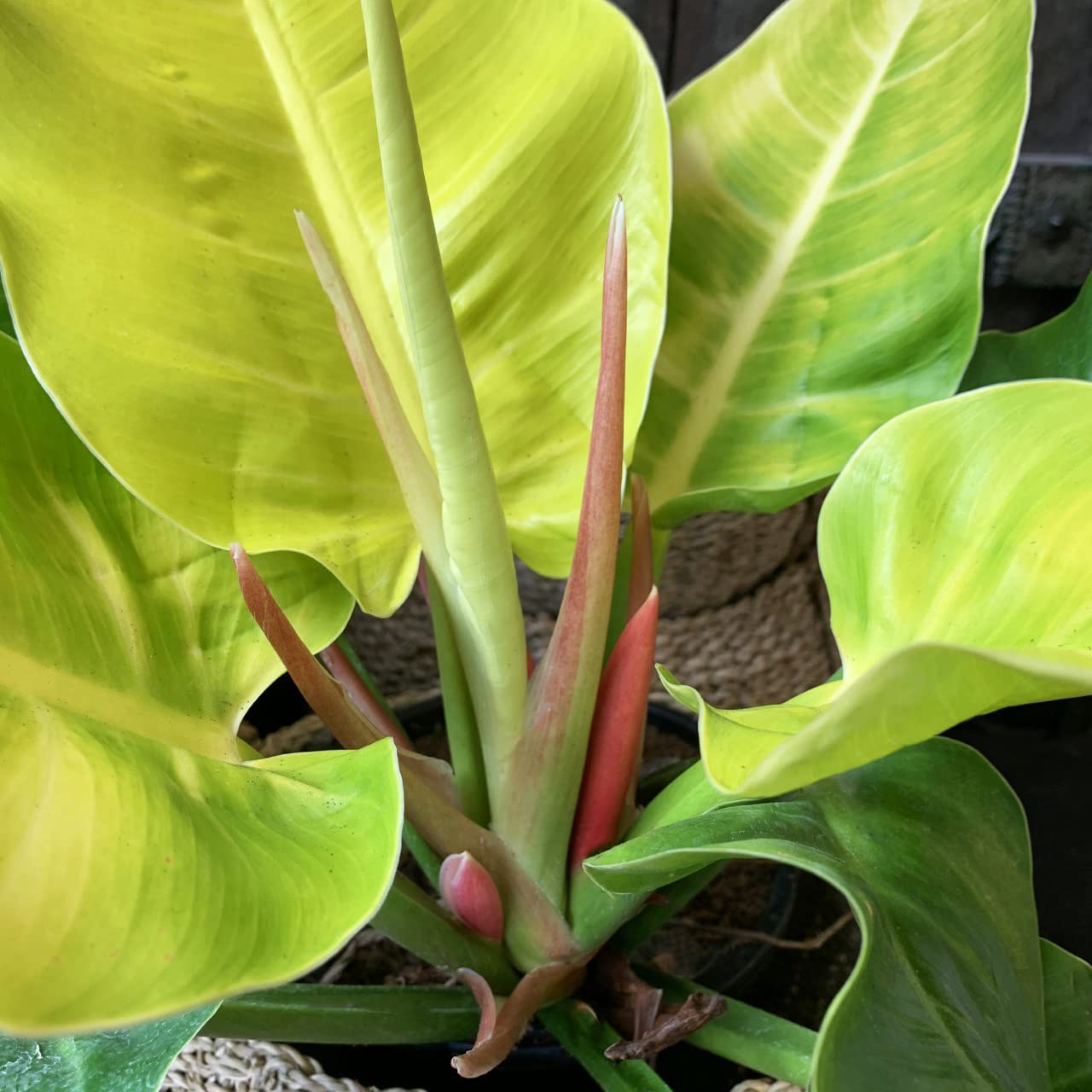 Philodendron Moonlight - 3 Live Plants in 4 Inch Pots - Rare Indoor Air Purifying Houseplant for Home, Office, and Gift Decor