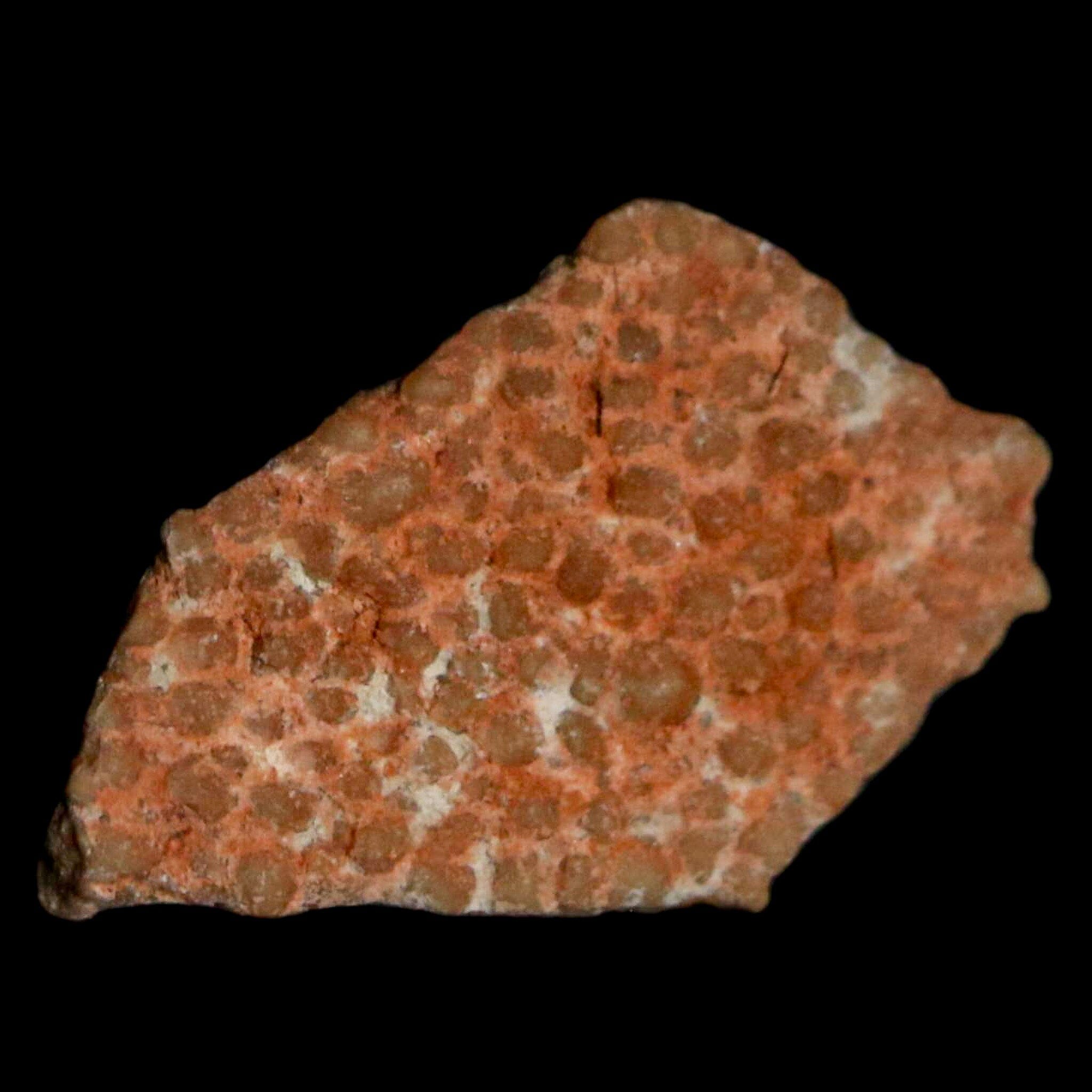 Authentic 0.5 Megaloolithus Titanosaur Dinosaur Fossil Egg Shell from Bouches-du-Rhône, France - Rare Collector's Item for Museum Display & Paleontology Enthusiasts | Perfect for Educational Exhibits, Home Decor, and Fossil Collections