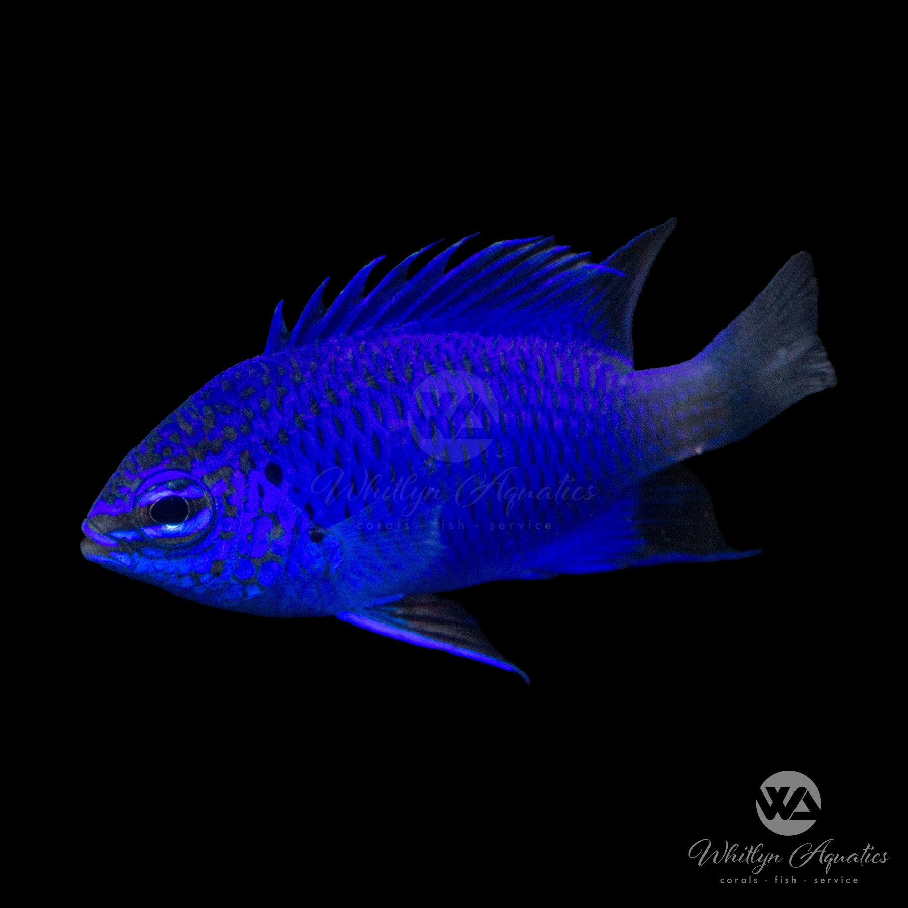 Springer's Damselfish (Chrysiptera cf. springeri) - Vibrant Saltwater Aquarium Fish for Reef Tanks & Marine Habitats
