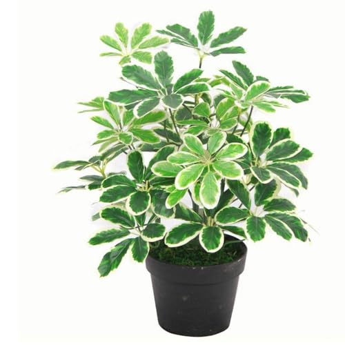 Variegated Plant