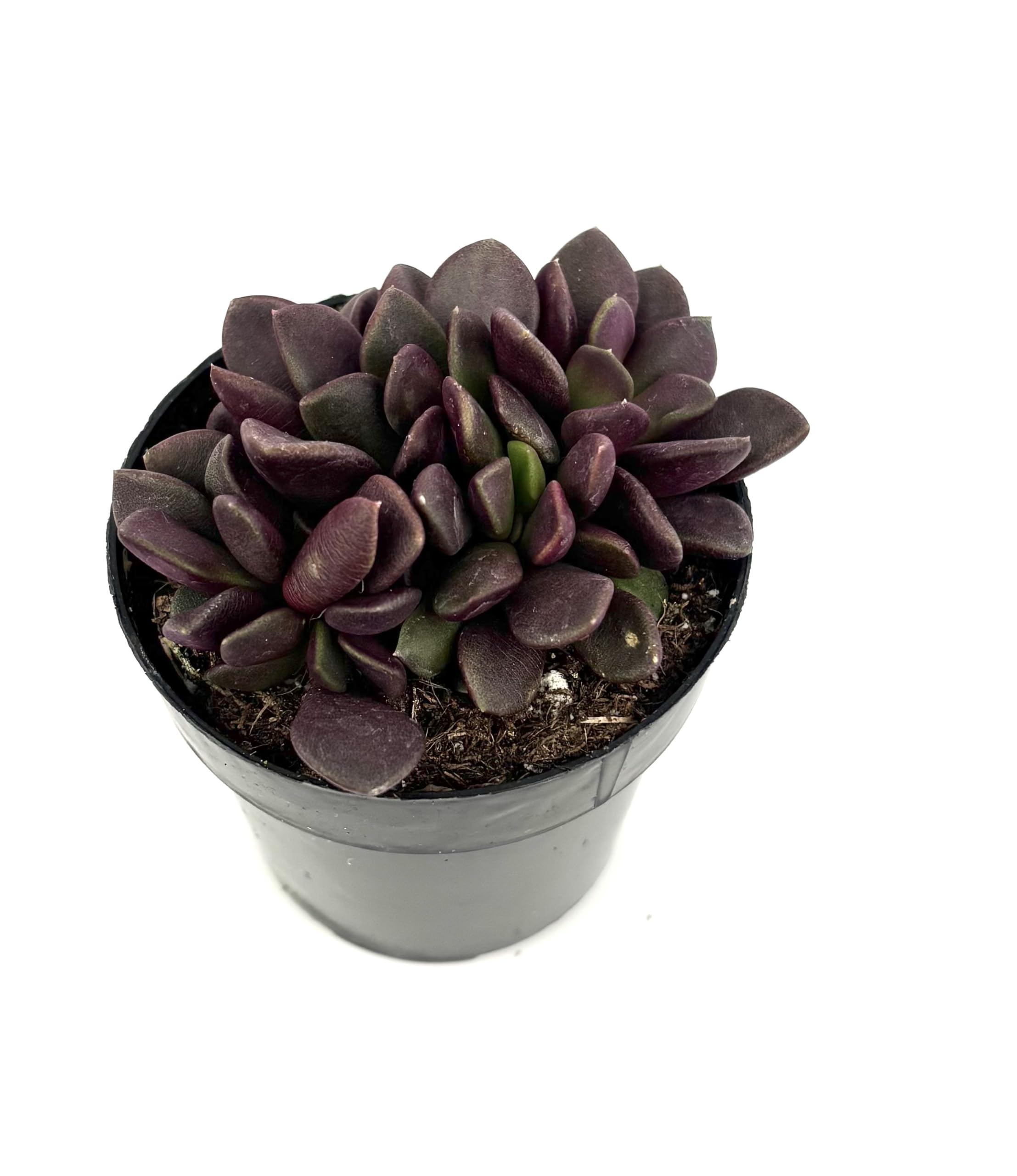 Anacampseros Purple Giant - Rare Purple Sand Rose Succulent Plant in 2.5