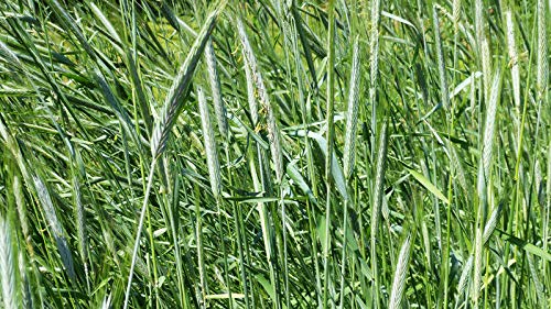 10 lb Rye Seeds for Deer Wildlife Food Plots - Organic Cover Crop & Forage Seed for Hunting, Soil Erosion Control & Sustainable Farming - Perfect for Fall Planting & Wildlife Attraction