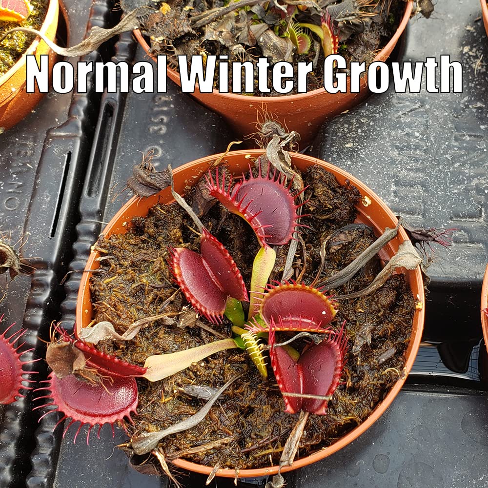 B52 Venus Flytrap (Dionaea muscipula) - Live Carnivorous Plant in 3