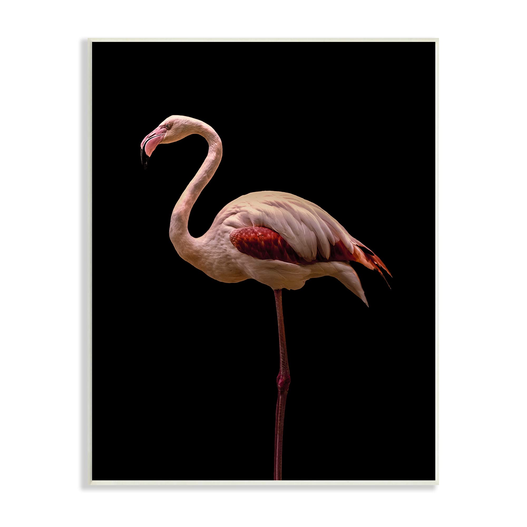 Stupell Industries Pink Flamingo Portrait - Detailed Wildlife Photography Wall Art by Incado | Tropical Home Decor for Living Room, Bedroom & Office