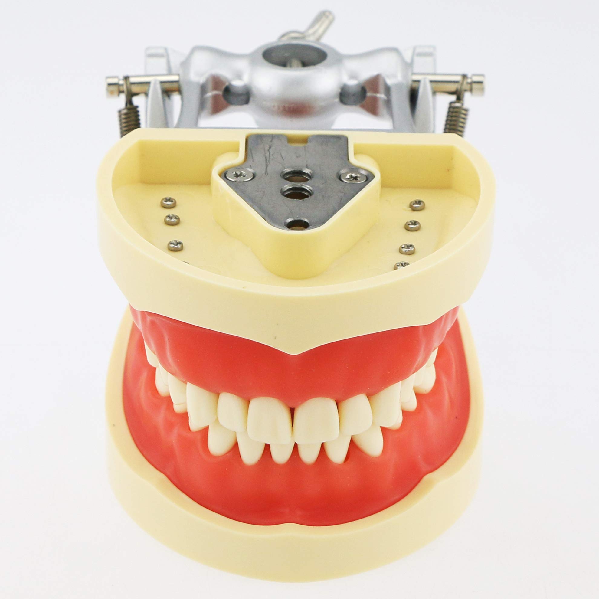 Dental Typodont Model with 32 Removable Teeth - Kilgore & Nissin Compatible - Simulation Cheek for Dental Teaching, Study & Practice - Perfect for Dental Students, Educators & Professionals
