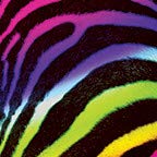 Rainbow Zebra Print