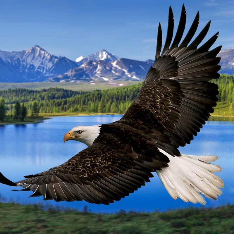 Majestic Bald Eagle