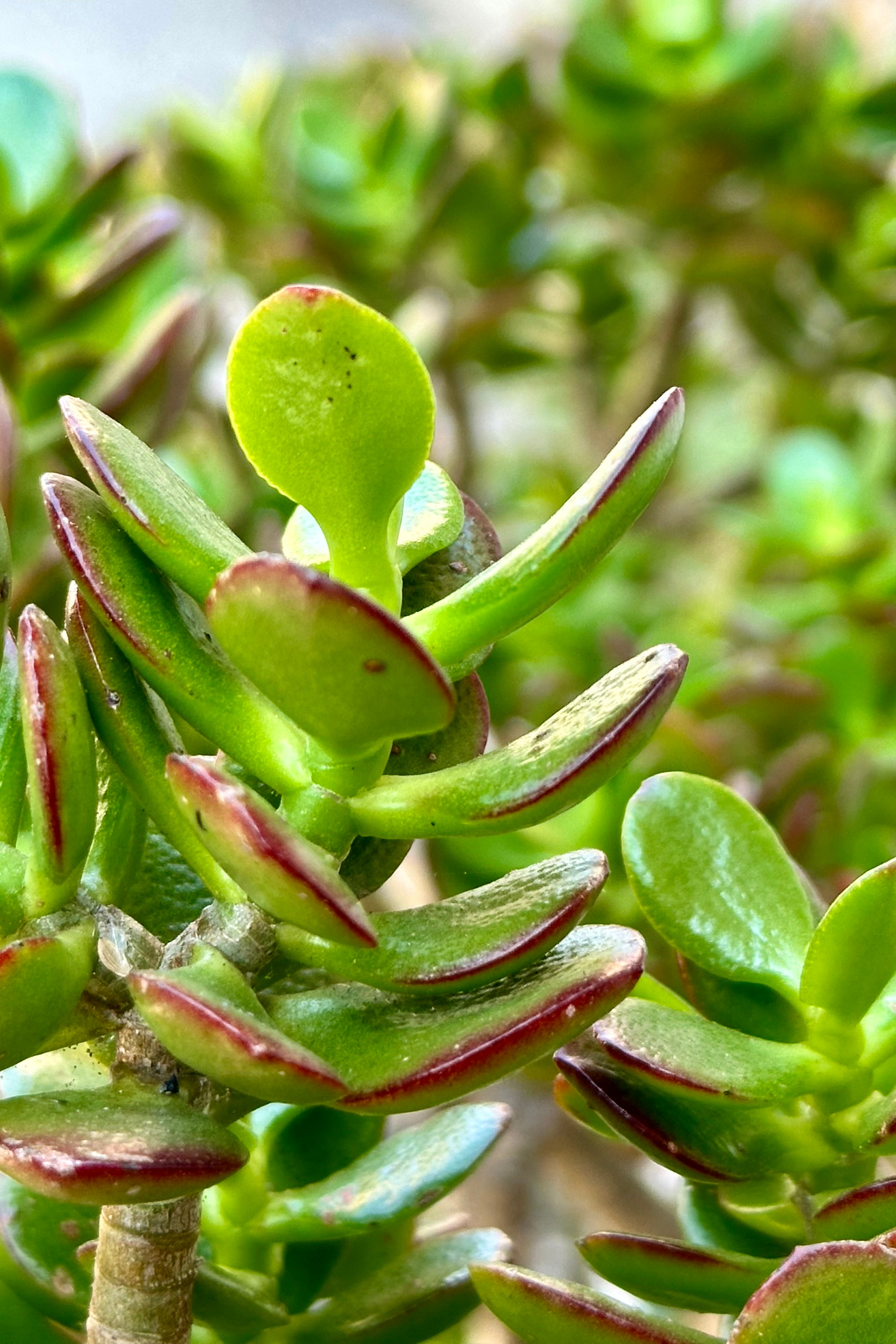 Crassula ovata 'Gollum' Jade Plant - #15 Succulent for Home Decor, Office Desk, and Garden Landscaping