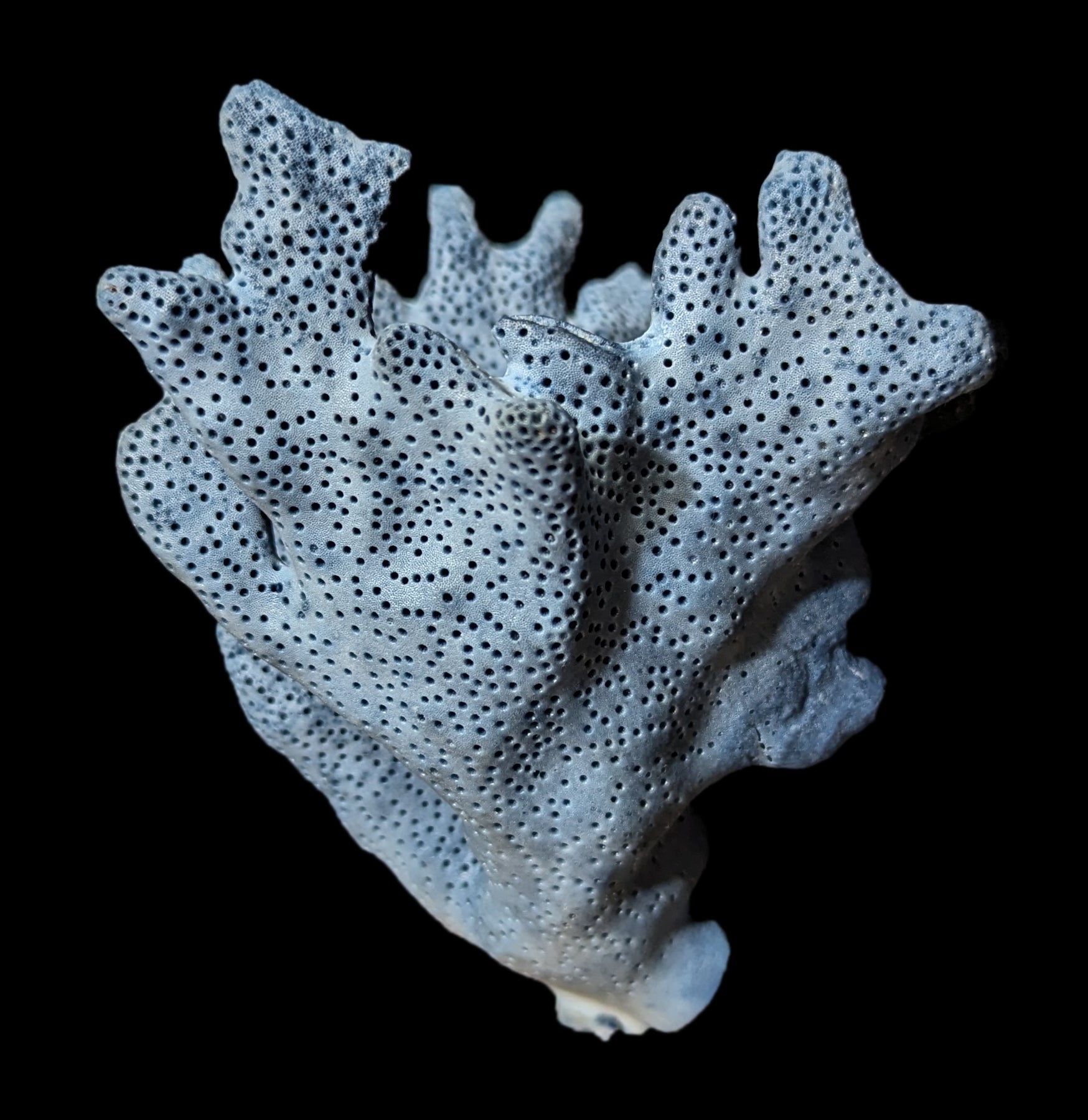 Premium Blue Heliopora Coerulea Coral for Saltwater Aquariums - Vibrant Live Coral for Reef Tanks & Marine Aquascaping