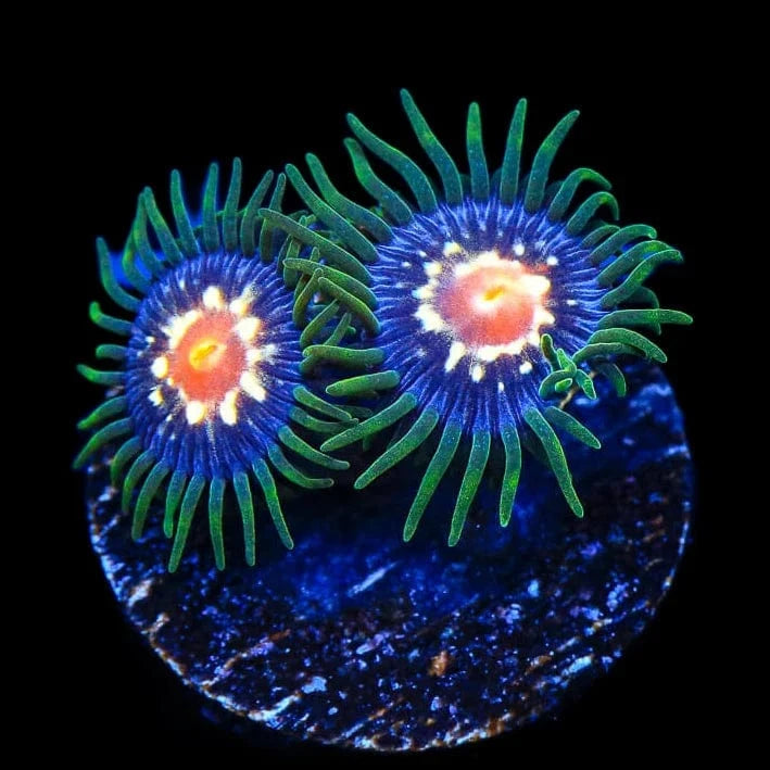 Premium Daisy Cutter Zoanthids Coral for Saltwater Aquariums - Vibrant Live Coral for Reef Tanks & Marine Aquascaping