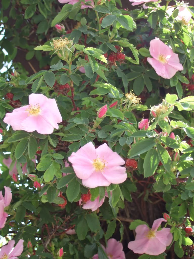 25 Pink Swamp Rose (Rosa Palustris) Flower Seeds for Planting - Beautiful Perennial Garden Flowers for Landscaping, Wet Areas & Butterfly Gardens