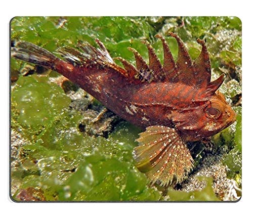 Premium Gaming Mouse Pad Set - Natural Rubber Non-Slip Surface with Bali Spiky Waspfish Design (M0A16299) for PC, Laptop & Office Work | Ergonomic Mouse Mat for Gamers & Professionals