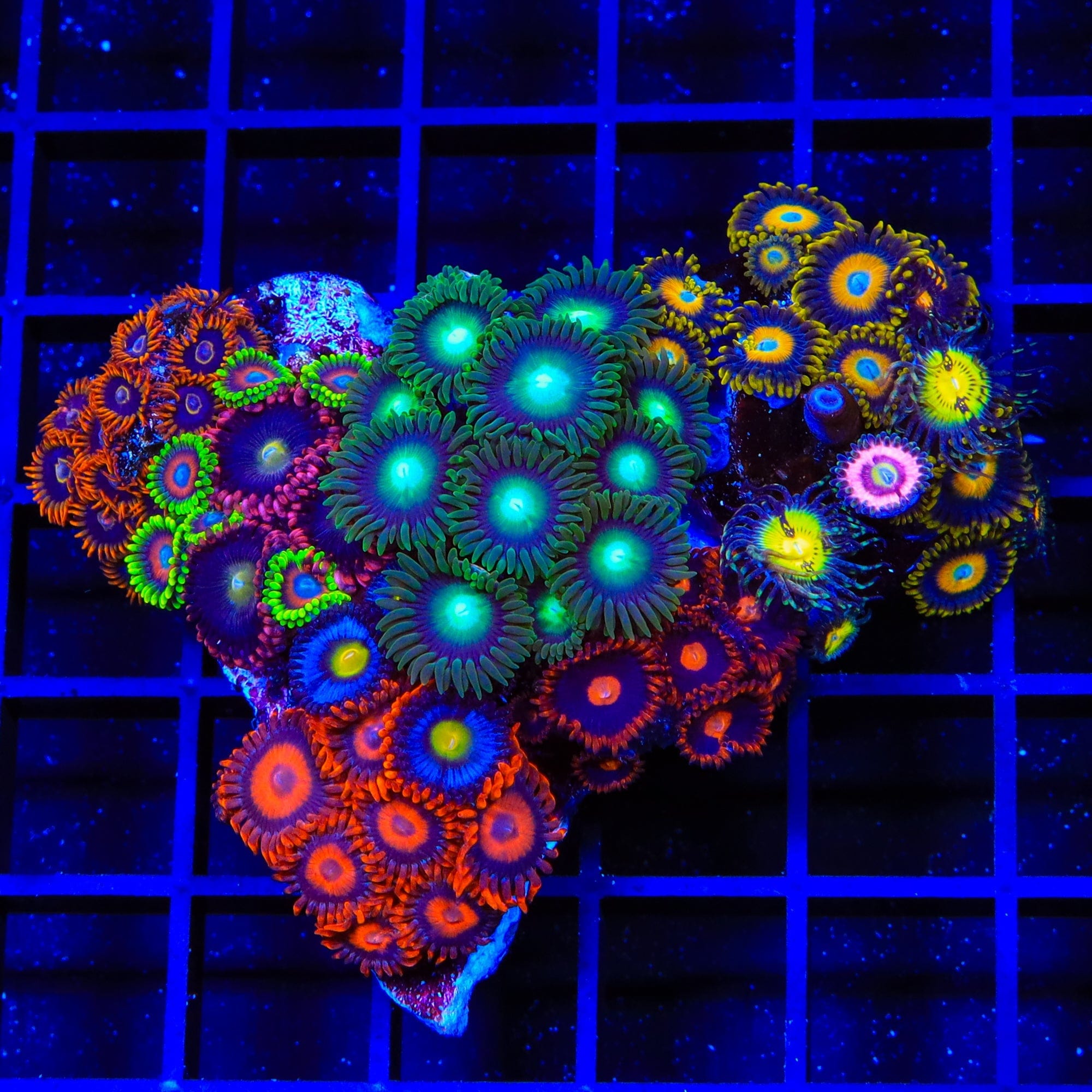 Premium Combo Zoanthids Colony Coral for Saltwater Aquariums - Vibrant Coral Frags for Reef Tanks & Marine Displays