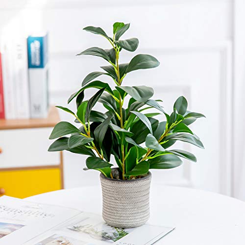 Ficus Plant