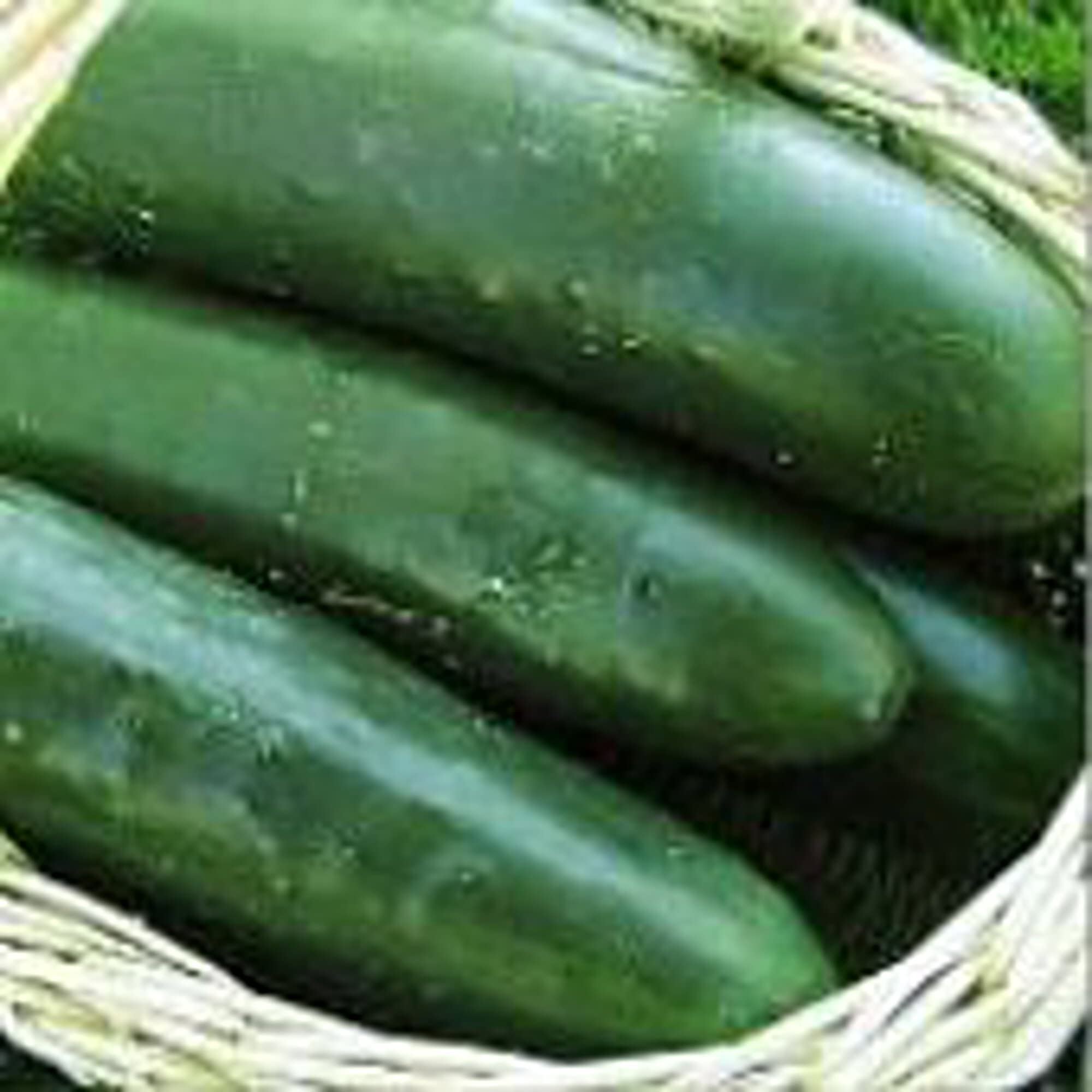 Organic Thunder Cucumber Seeds (20+ Seeds) - Non-GMO Heirloom Vegetable Seeds for Planting | Home Garden, Greenhouse & Indoor Hydroponics | Perfect for Salads, Pickling & Healthy Snacks