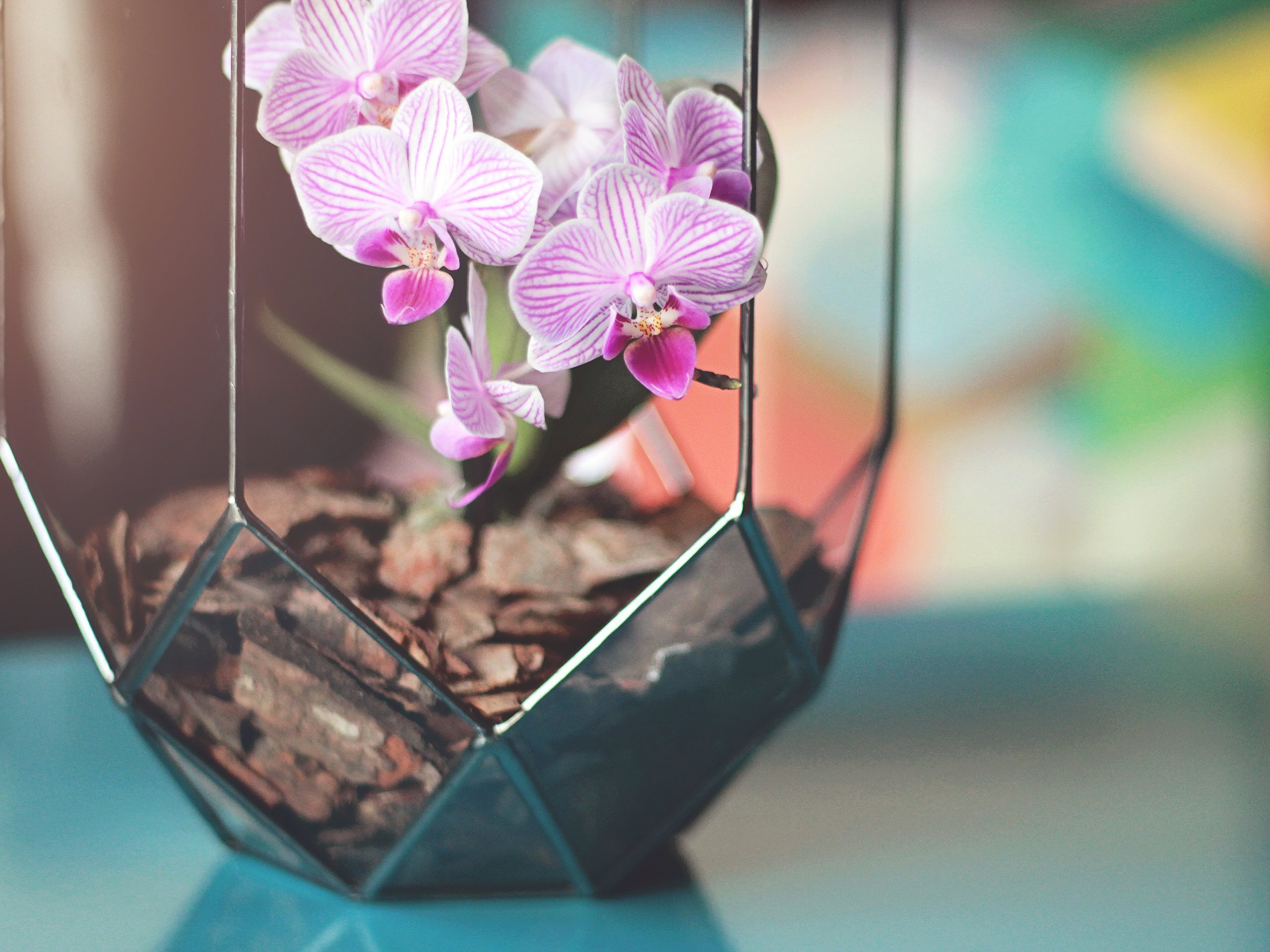 Modern Geometric Glass Orchid Planter - Large Terrarium Container for Home Decor, Wedding Table Centerpiece, Housewarming & Anniversary Gift (Copper, Silver, Black) | Perfect for Indoor Plants, Succulents & Floral Arrangements