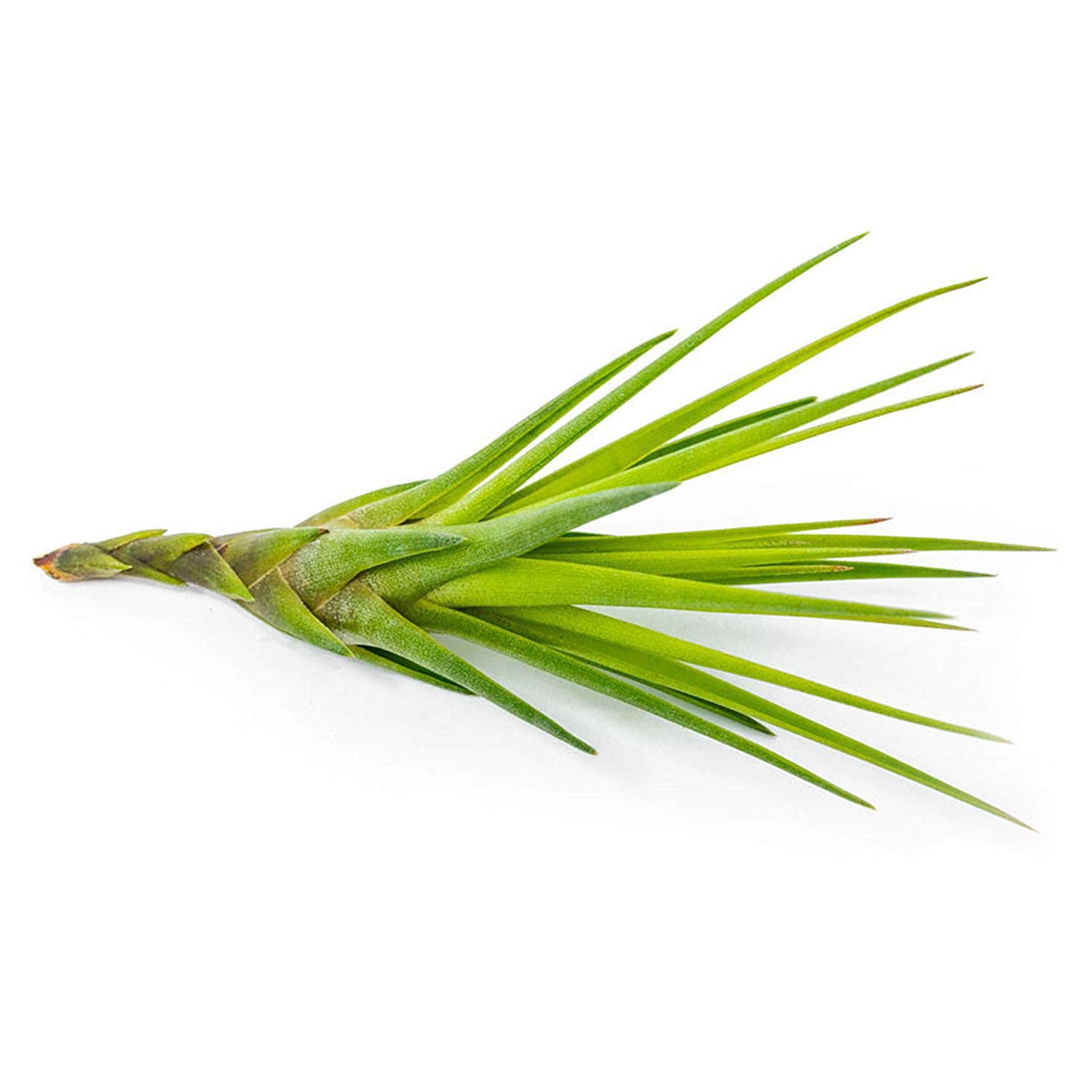 50 Pack Live Tillandsia Air Plants - Bulk Indoor Plants for DIY Terrarium Kit, Wedding & Party Favors, Unique Gifts for Plant Lovers | Perfect for Home Decor, Office Plants & Succulent Displays
