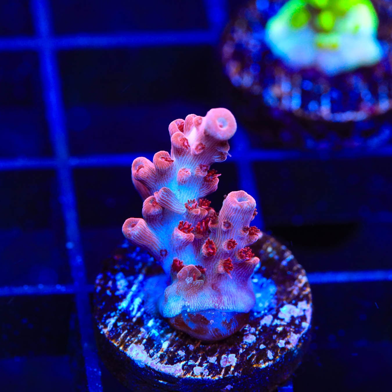 Premium CB Maleficent Acropora Coral for Saltwater Aquariums - Vibrant Purple & Green SPS Coral Frag for Reef Tanks, Nano Tanks & Coral Propagation