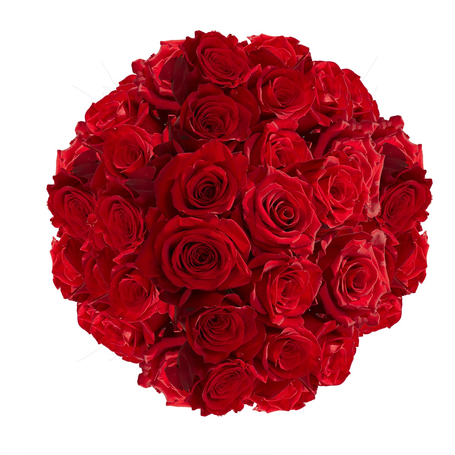 100 Fresh Red Roses Bouquet - Premium Long-Lasting Flowers for Valentine's Day, Anniversary & Romantic Gifts - Perfect for Weddings, Proposals & Home Decor