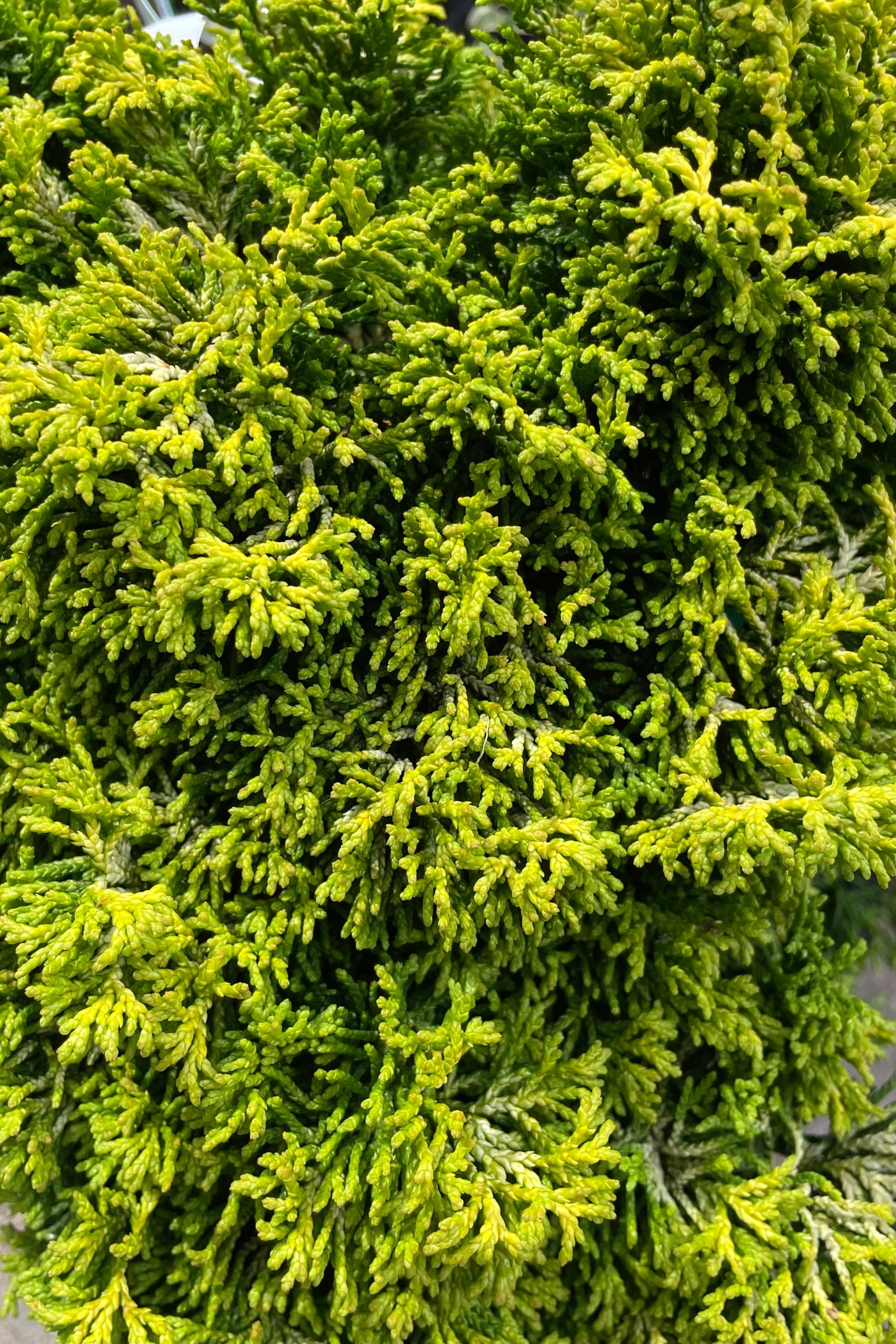 Chamaecyparis obtusa 'Butter Ball' #3 - Dwarf Golden Hinoki Cypress Evergreen Shrub for Landscaping, Gardens & Container Planting