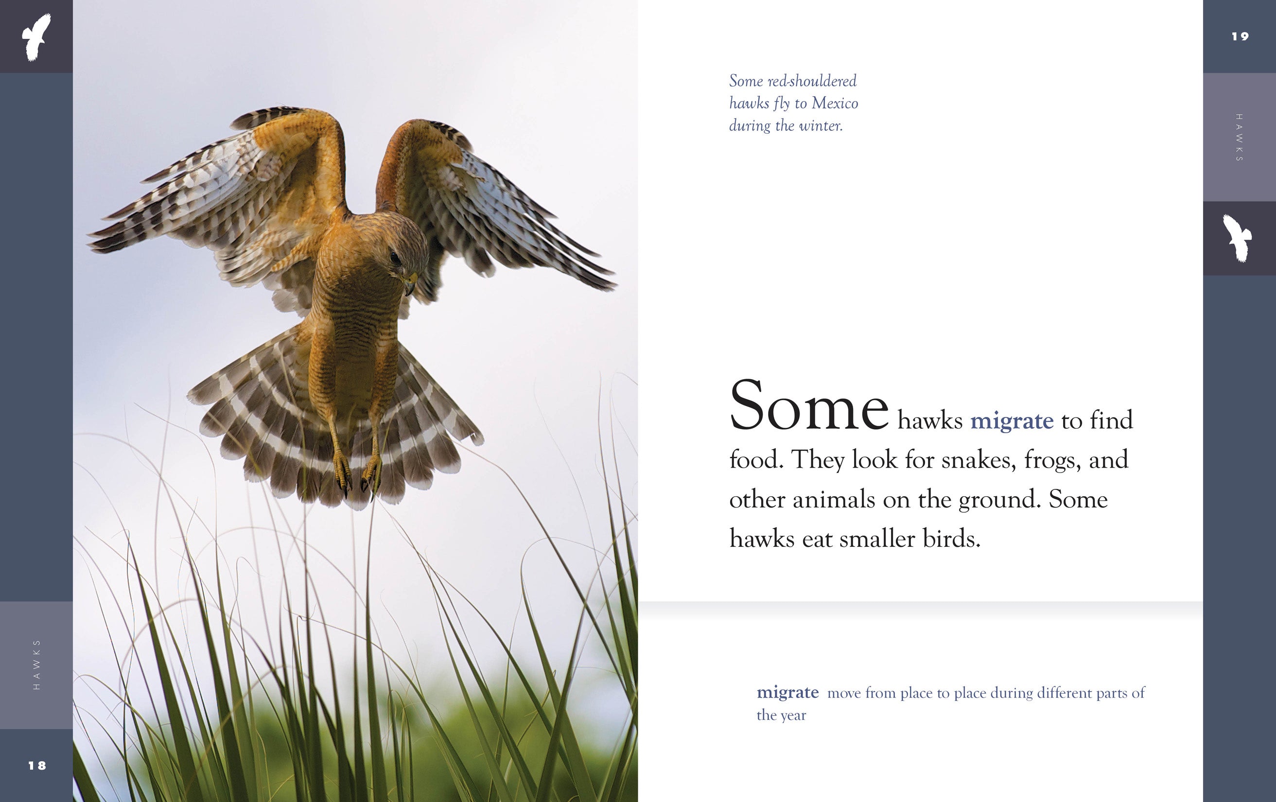 Hawks 9781640265128 - Premium Hawks Book for Bird Lovers | Wildlife Education & Birdwatching Guide
