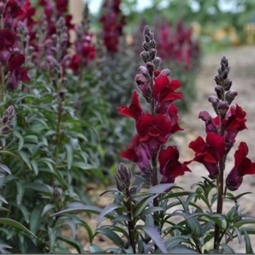 Premium Black Prince Snapdragon Seeds for Garden - Rare Dark Flower Seeds for Landscaping, Borders & Cut Flower Arrangements
