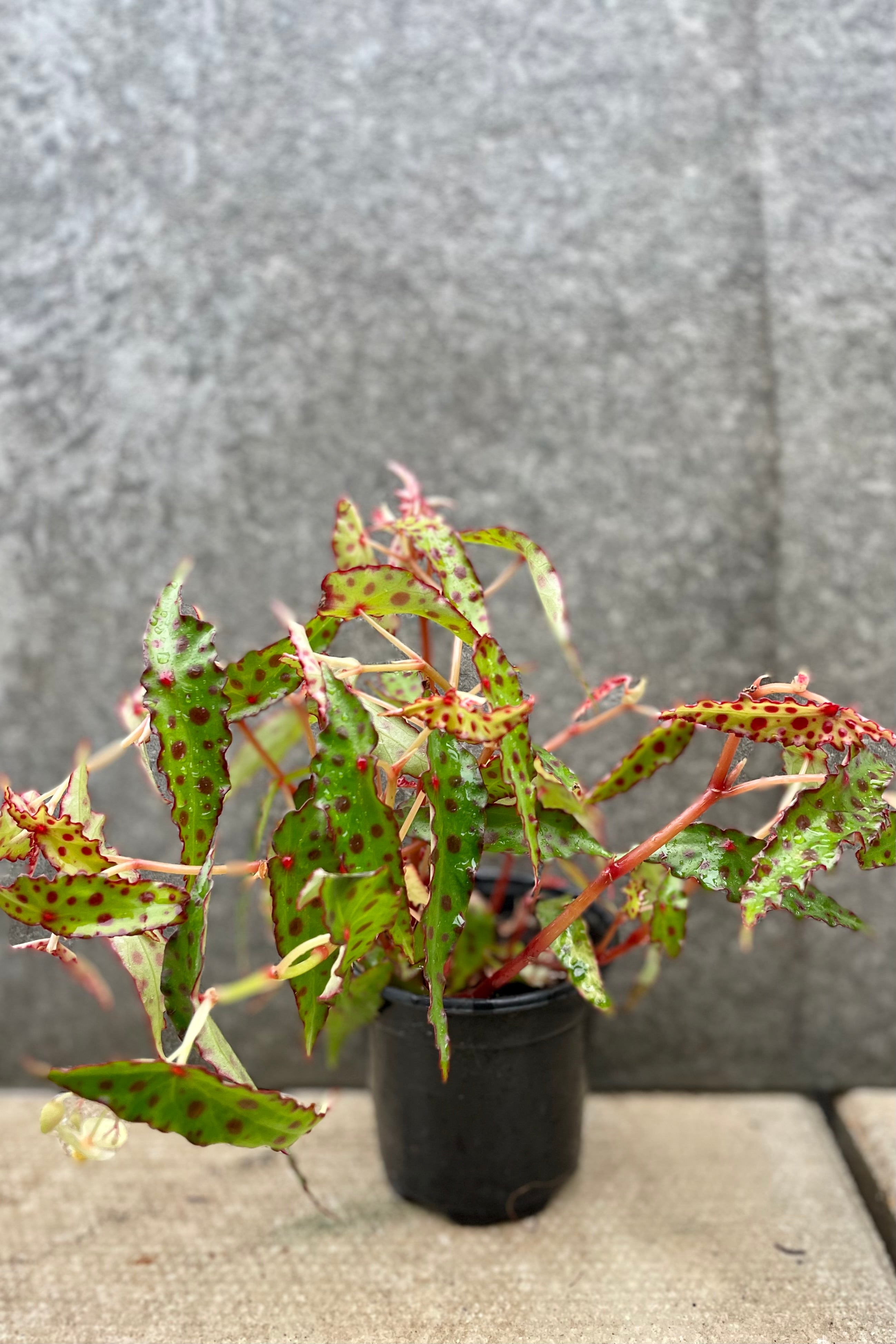 Begonia Amphioxus 4