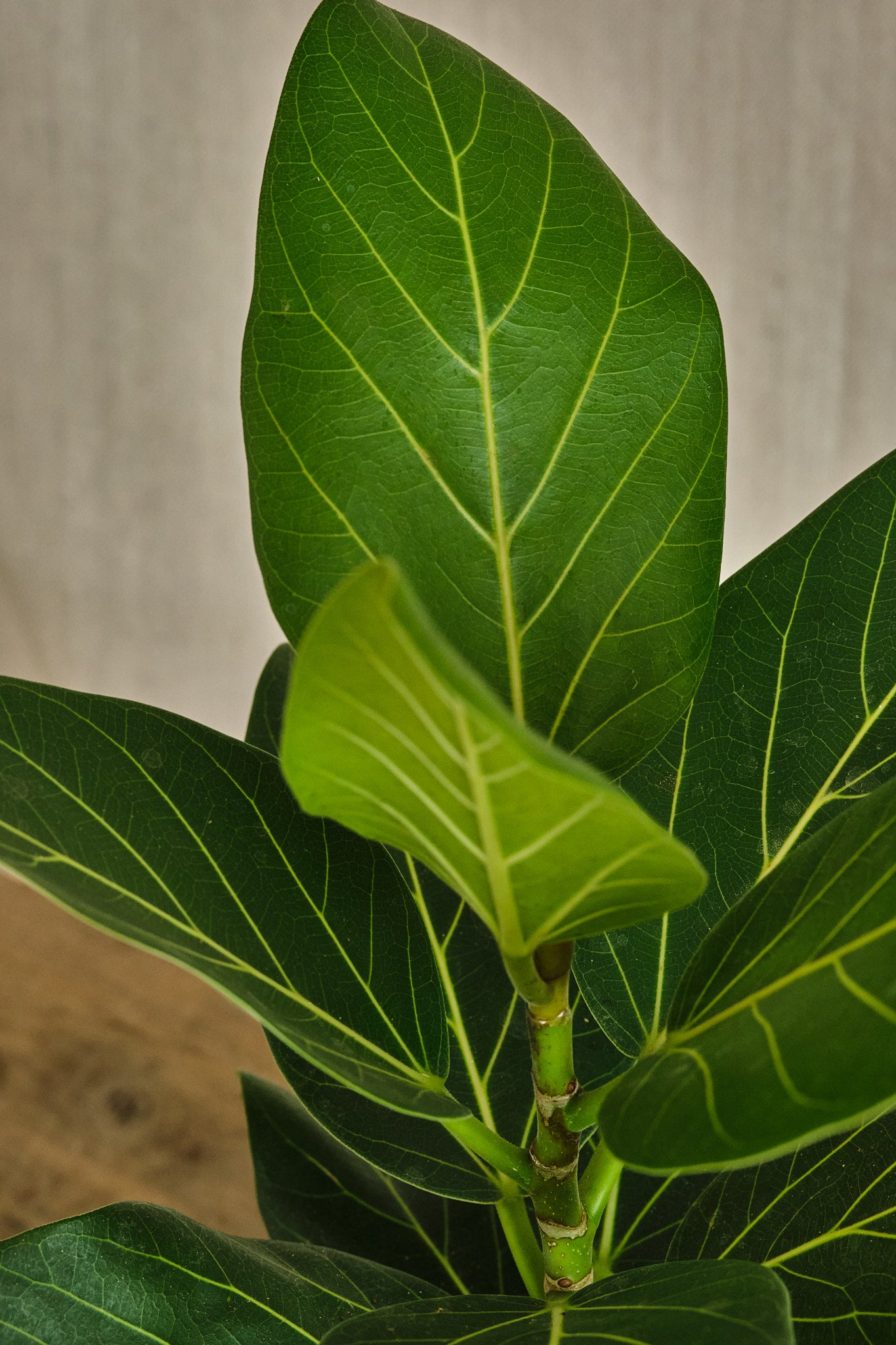 Ficus Benghalensis 'Audrey' - Live Indoor Bonsai Tree for Home & Office Decor | Perfect for Zen Gardens, Living Rooms, and Workspaces