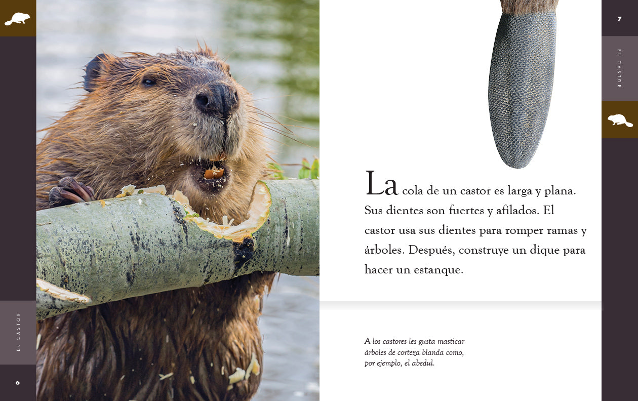 El Castor Book 9781640266674 - Learn About Beavers & Wildlife - Perfect for Nature Lovers & Educational Reading