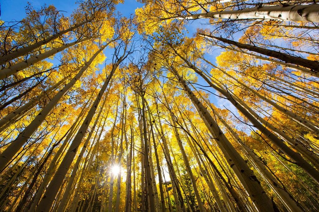 36x24 Laminated Aspen Colorado Fall Foliage Photo Art Print - Changing Colors Autumn Trees Poster & Dry Erase Sign - Perfect for Home Decor, Office Wall Art, and Classroom Whiteboard