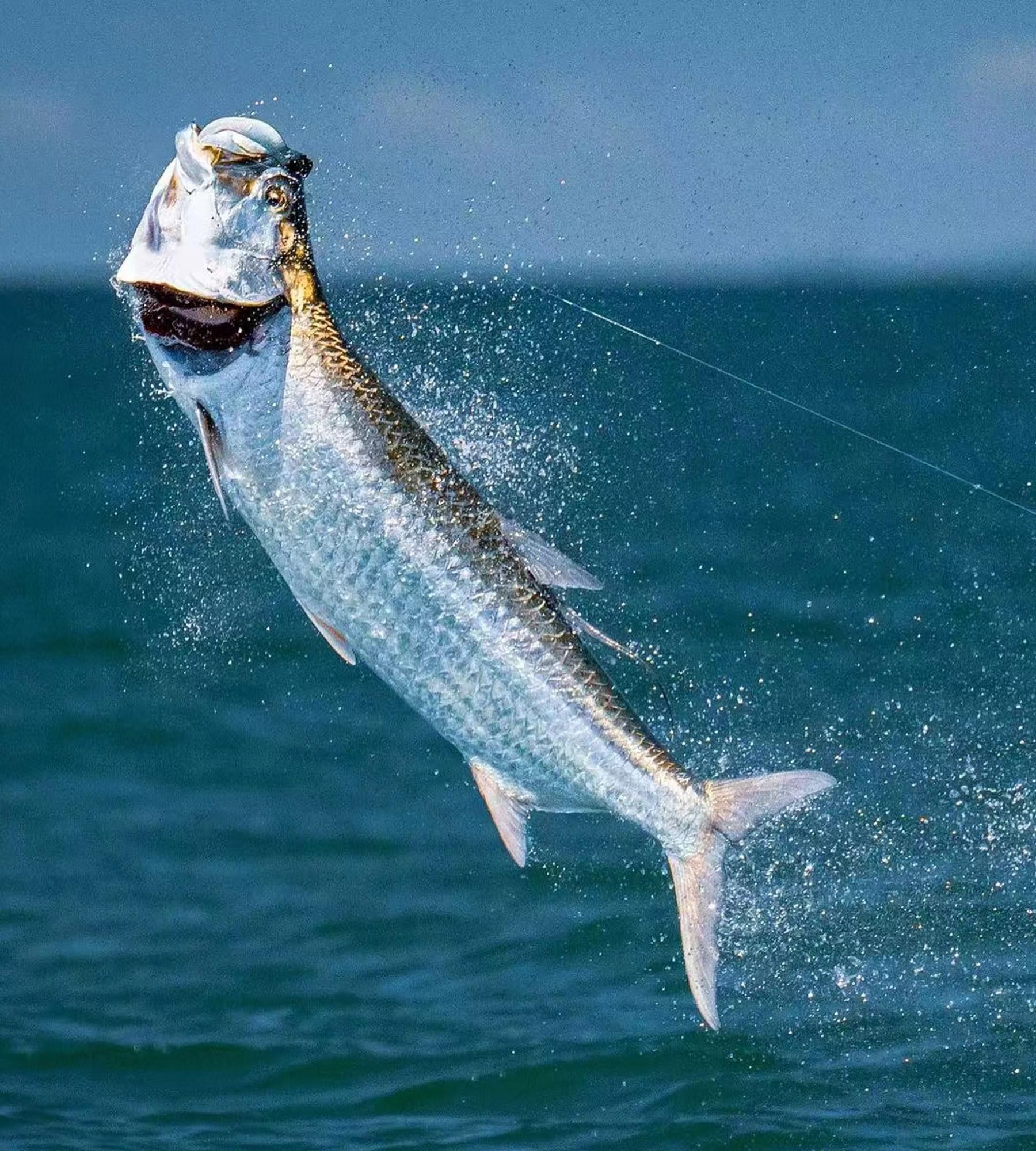 Premium Fishing Hooks - Live Shrimp & Bait Holder Hooks for Saltwater & Freshwater Fishing | 2/3/4 Size Catfish Bass Lures | Ideal for Deep Sea, Lake & River Fishing Adventures